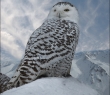 Animals_41 Snowy Owl Portrait