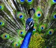 Animals_33 Portrait of a Peacock