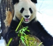 Animals_01 Giant Panda