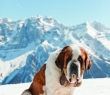 Animals_46 Big St. Bernard Dog in snow mountain landscape