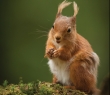 Animals_44 Red Squirrel