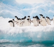 Animals_50 Penguins on the snow