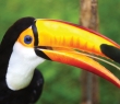 Animals_08 Toco Toucan