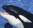 Animals_10 Killer Whale