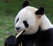 Animals_22 Giant Panda