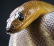 Animals_20 Aspidites Ramsayi Python