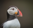 Animals_16 Atlantic Puffin