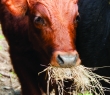 Farming_35