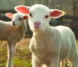 Farming_30