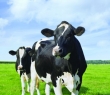 Farming_37