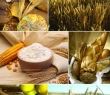 Farming_40