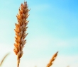 Farming_36