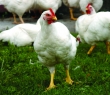 Farming_26