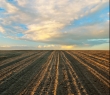 Farming_31