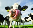 Farming_04