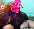 Farming_32