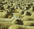 Farming_10