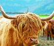 Farming_19