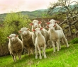 Farming_20