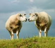 Farming_12