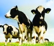 Farming_13