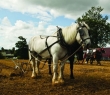 Farming_17