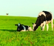 Farming_06