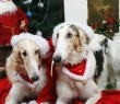 Christmas_29