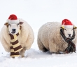 Christmas_37