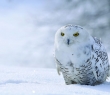 Christmas_59