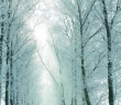 Christmas_52