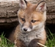 Animals_88 Red Fox Cub