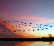 Animals_89 Canadian Geese Flying