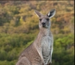 Animals_80 Kangaroo with Joey
