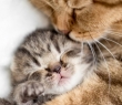 Animals_82 Cat and Kitten