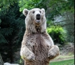Animals_87 Grizzly Bear