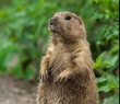 Animals_90 Prairie Dog