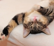 Animals_65 Sleeping Cat1