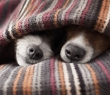 Animals_63 Dog noses