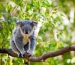 Animals_57 Koala in tree