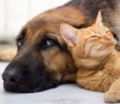 Animals_62 Cat and Dog friends