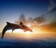 Animals_61 Jumping Dolphins