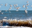 Animals_72 Little Terns
