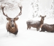 Animals_55 Red Deer in snow