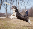 Animals_64 Collie Dog