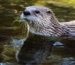Animals_69 Eurasian Otter