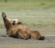 Animals_52 Grizzly Bear