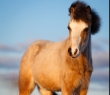 Wales_62 Welsh Pony