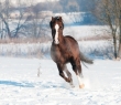 Wales_45 Welsh Pony