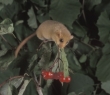 Animals_93 Common Dormouse